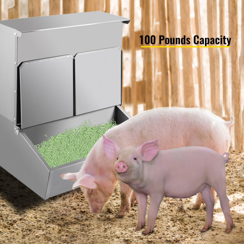 100磅猪喂猪……