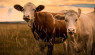 6本关于为牛肉、牛奶等饲养牛的书