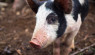 提高婴儿猪:意外的建议农民