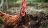保护鸡群:3种受威胁的美国鸡种