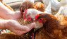 野生鸟类饲料对鸡不好的3个原因