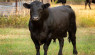 关于养牛的常见问题和答案