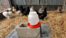 视频:制作一个实惠的DIY鸡肉除水机