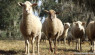 视绵羊传统为农场