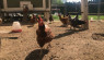 鸡聊天:一个女孩的一群鸡